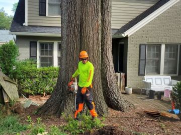 Arbormax-tree-service-kansas-city-big-oak-tree-removal