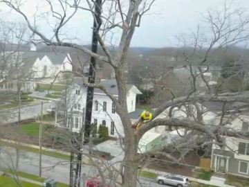 kansas-city-tree-removal