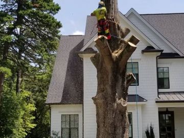 kansas-city-tree-service-4-tree-removal
