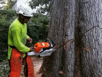 kansas-city-tree-service-gallery-large-tree-removal