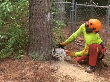 kansas-city-tree-service-gallery-professional-tree-removal