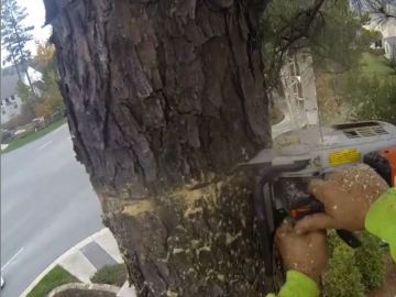 kansas-city-tree-service-gallery-removal