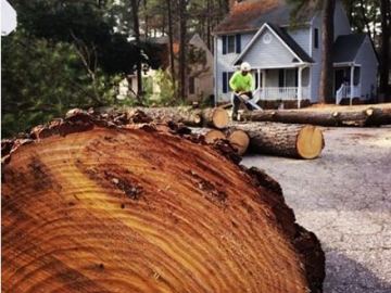 kansas-city-tree-service-gallery-tree-removal-service