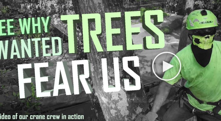 SEE WHY unwanted trees fear us