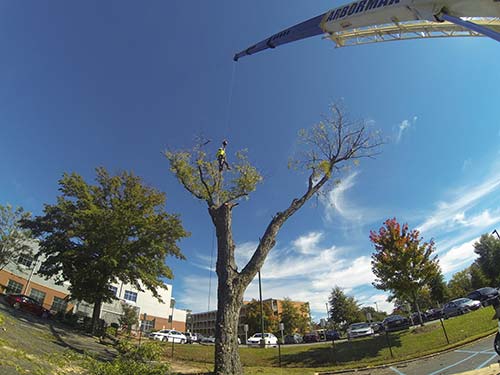 crane-tree-removal