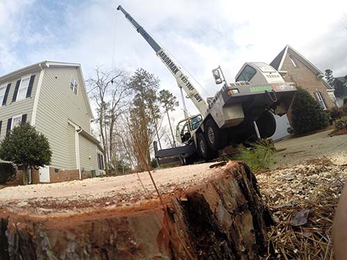 raleigh-tree-service-65