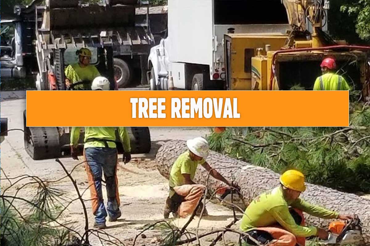 Tree-Removal