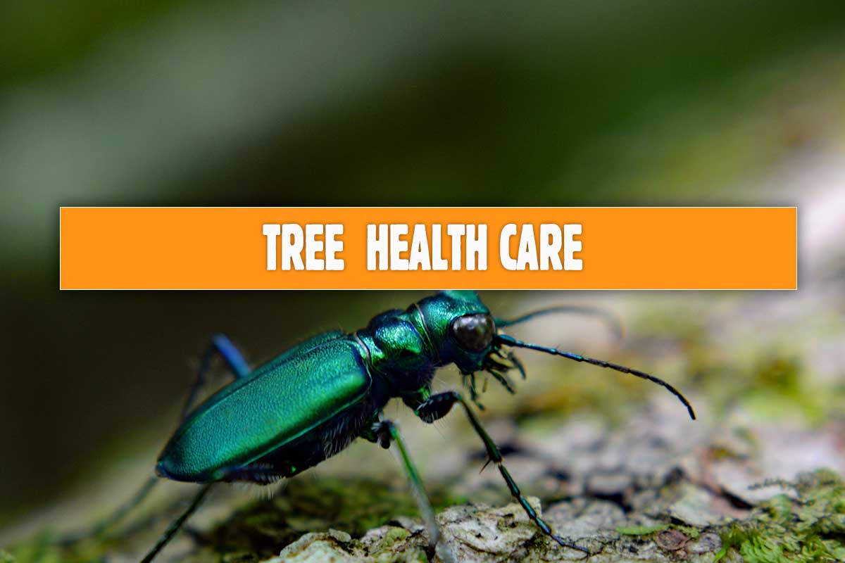 tree health care